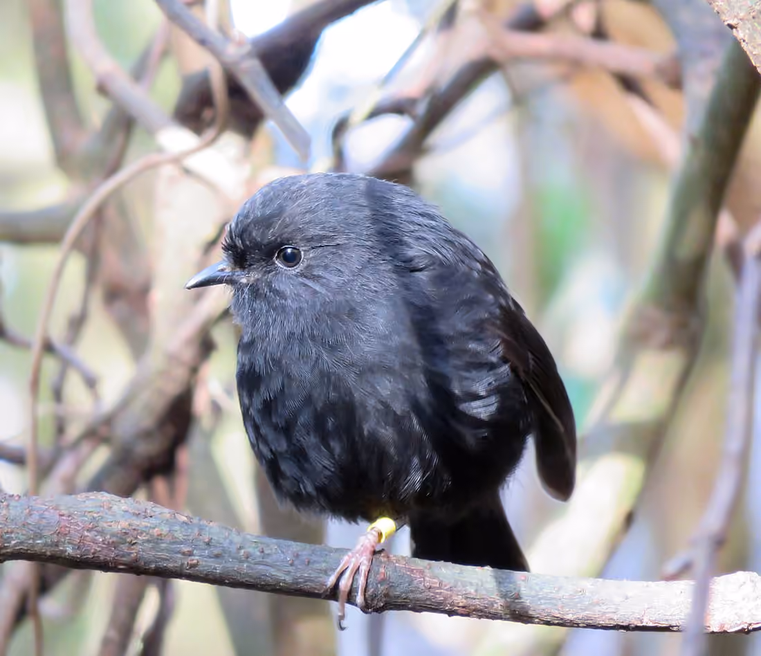 チャタム諸島のブラックロビン（Petroica traversi）。資料写真。